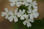 Rose verbena